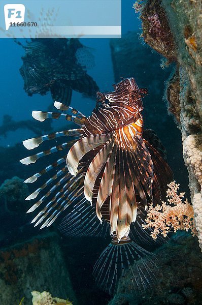 Gewöhnlicher Rotfeuerfisch oder Teufelsfeuerfisch (Pterois miles). Diese Art ist im Roten Meer beheimatet. Er hat leuchtende Warnfarben und seine Stacheln sind hochgiftig und können für den Menschen tödlich sein. Fotografiert im Roten Meer  Eilat  Israel.