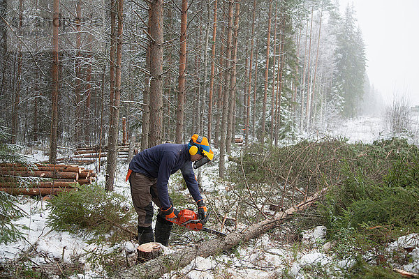 Holzfäller sägt Baum  Tammela  Forssa  Finnland