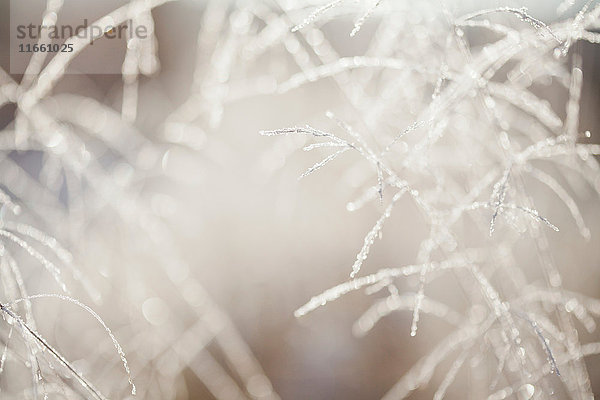 Nahaufnahme von hinterleuchteten Frost-Eiskristallen auf langen Gräsern