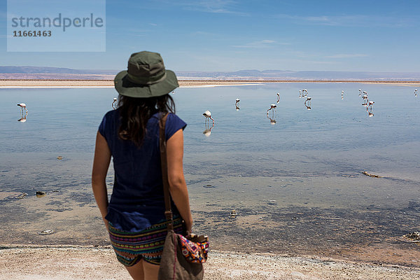 Frau schaut Flamingos auf dem See an  San Pedro de Atacama  Chile