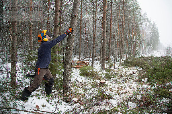 Holzfäller Schubbaum  Tammela  Forssa  Finnland