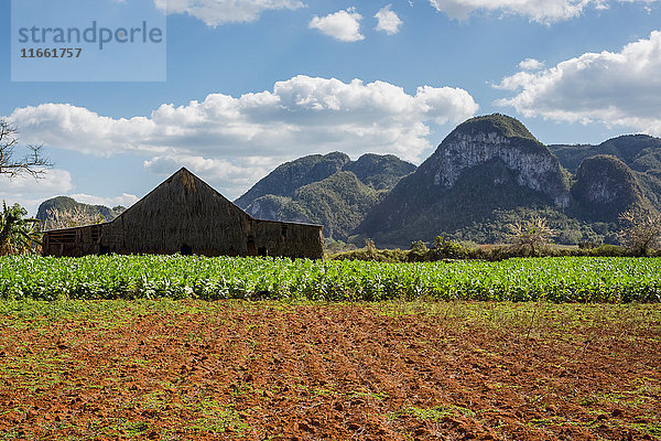 Landwirtschaftliches Feld und Wirtschaftsgebäude mit Berglandschaft  Vinales  Kuba