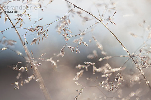 Nahaufnahme von hinterleuchteten Frost-Eiskristallen auf gewelltem Haargras (Deschampsia flexuosa)