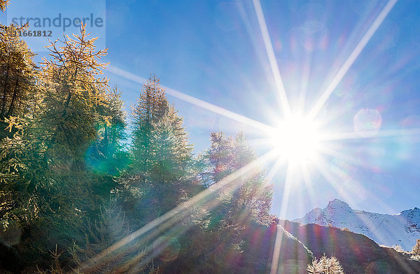 Die Sonne über dem Lärchenwald in den Schweizer Alpen  Simply Pass  Wallis  Schweiz