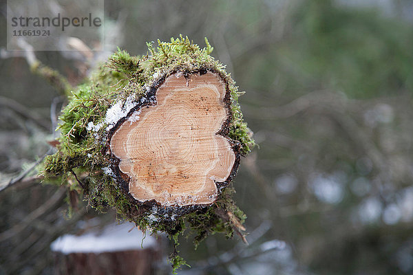 Querschnitt eines gefällten Baumes