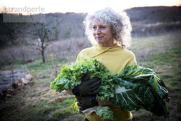 Reife Frau trägt einen Arm voll Kohl und Salatblätter auf dem Feld