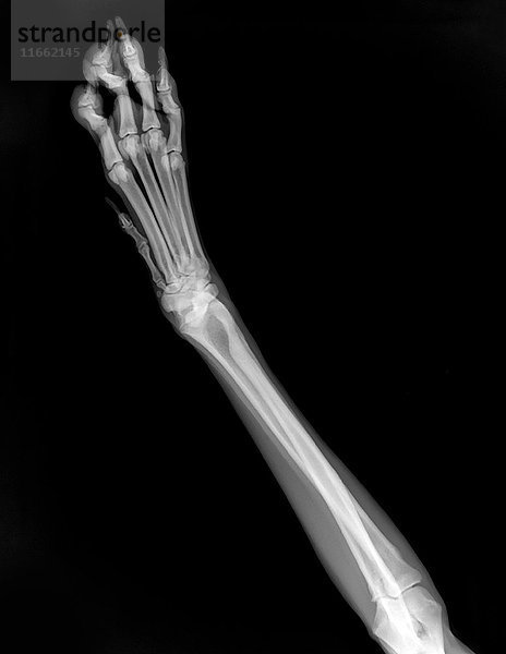 Röntgenbild des vorderen linken Beins eines Hundes