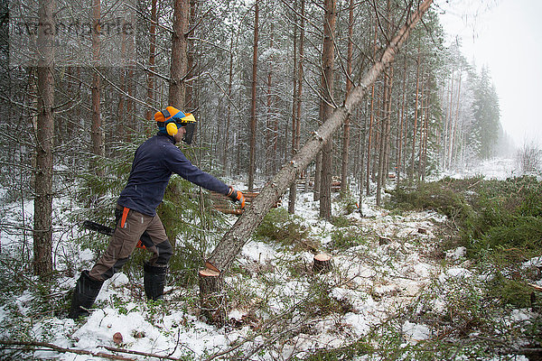 Holzfäller Schubbaum  Tammela  Forssa  Finnland