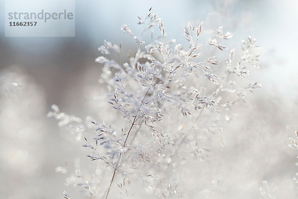 Nahaufnahme von hinterleuchteten Frost-Eiskristallen auf gewelltem Haargras (Deschampsia flexuosa)