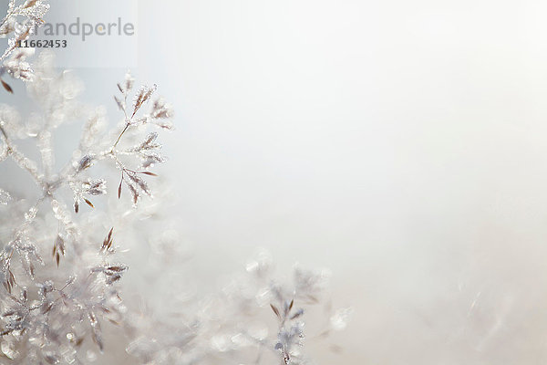 Nahaufnahme von hinterleuchteten Frost-Eiskristallen auf gewelltem Haargras (Deschampsia flexuosa)