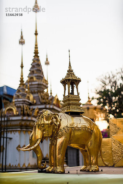 Goldene Elefantenstatue und Türme des buddhistischen Tempels  Chiang Mai  Thailand