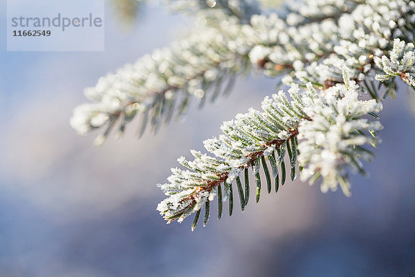 Nahaufnahme von Frost an Zweigen und Nadeln der Fichte (Picea abies)