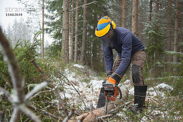 Holzfäller sägt Baum  Tammela  Forssa  Finnland