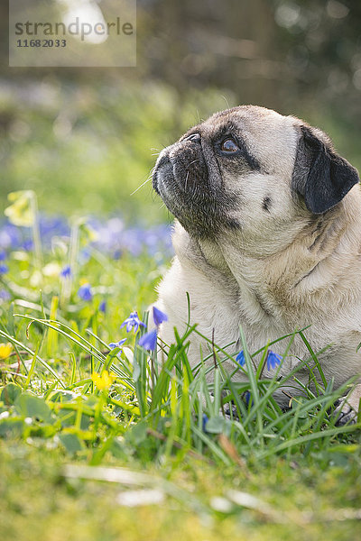 Mops-Hund auf einer Wiese liegend  Schleswig-Holstein  Deutschland  Europa