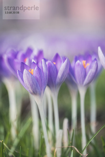 Krokus  Landkreis Rotenburg  Niedersachsen  Deutschland  Europa