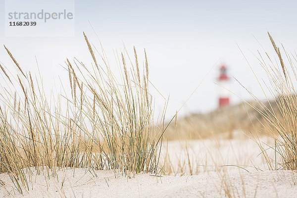 Leuchtturm List-Ost  Sylt  Schleswig-Holstein  Deutschland  Europa