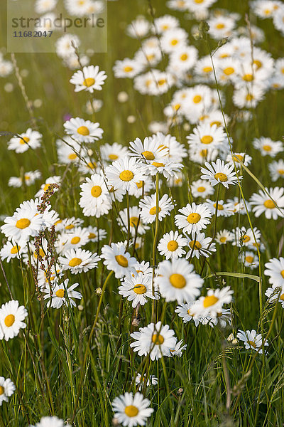 Margeriten auf einer Wiese  Sylt  Schleswig-Holstein  Deutschland  Europa