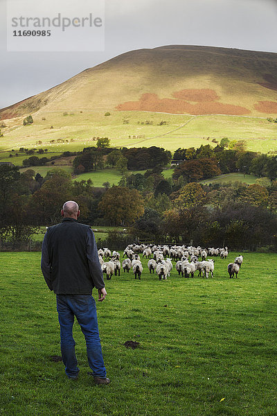 Schafzüchter  Schäfer  der auf einer Wiese steht und eine große Schafherde beobachtet  in der Ferne Hügel.