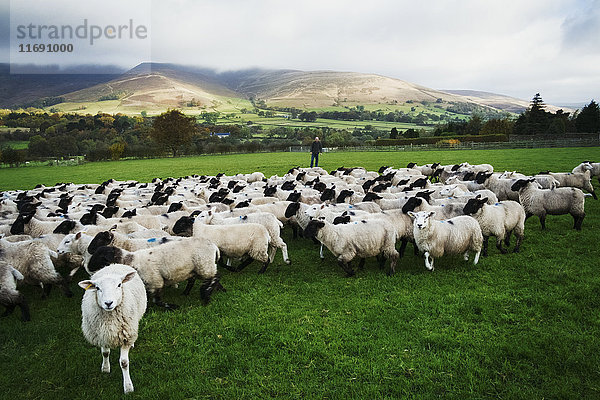Große Schafherde auf einer Wiese  Hügel in der Ferne.