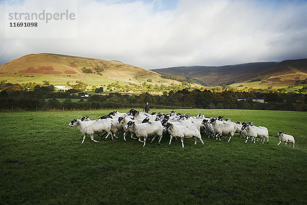 Schafherde  die auf einer Wiese läuft  Hügel in der Ferne.