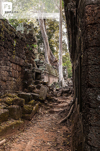 Bäume wachsen durch die Ruinen des Ta Prohm-Tempels in Angkor Wat  Siem Reap  Kambodscha