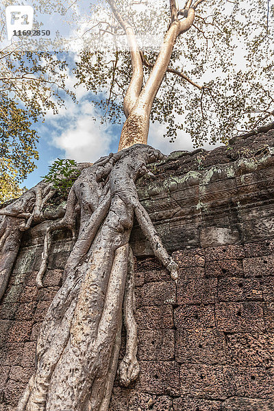 Bewachsene Baumwurzeln in den Ruinen des Ta Prohm-Tempels in Angkor Wat  Siem Reap  Kambodscha