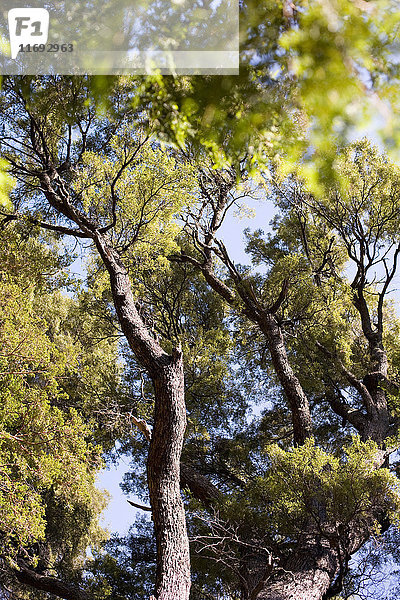 Baum  Los Arrayanes-Nationalpark  Bariloche  Argentinien