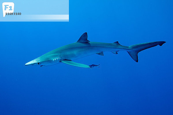 Blauhai schwimmt unter Wasser