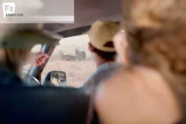 Menschen betrachten Wildtiere durch Fahrzeugfenster  Stellenbosch  Südafrika