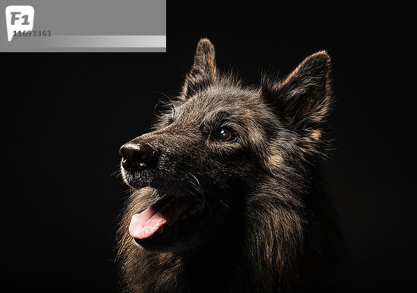 Studioporträt eines Wolfshundes mit ausgestreckter Zunge