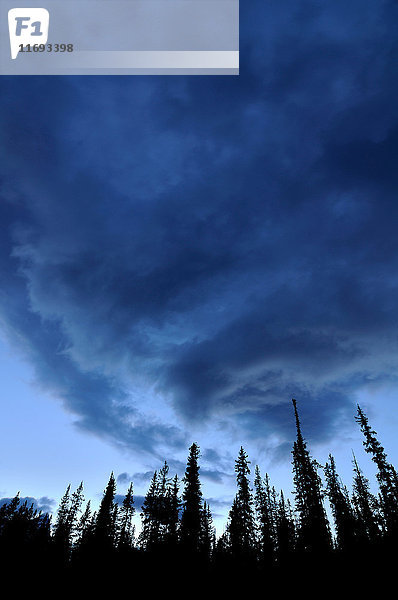 Bewölkter Himmel und Bäume in der Silhouette  Silverhorn Creek  Banff National Park  Alberta  Kanada