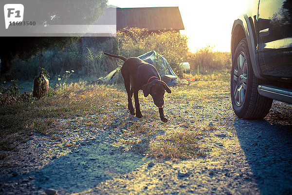 Schoko-Labrador mit dem Auto