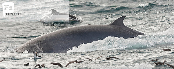 Aus dem Wasser auftauchender Finnwal