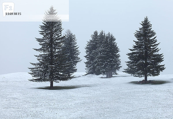 Bäume wachsen in verschneiter Landschaft