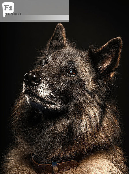 Nahaufnahme eines Studioporträts eines elsässischen Hundes