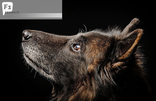 Studioporträt eines nach oben blickenden Elsässer Hundes
