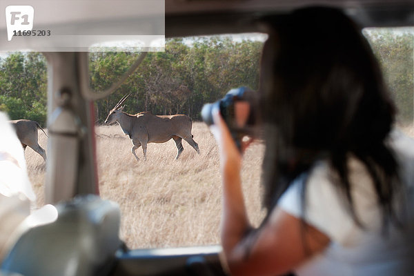 Frau fotografiert Wildtiere durch Fahrzeugfenster  Stellenbosch  Südafrika