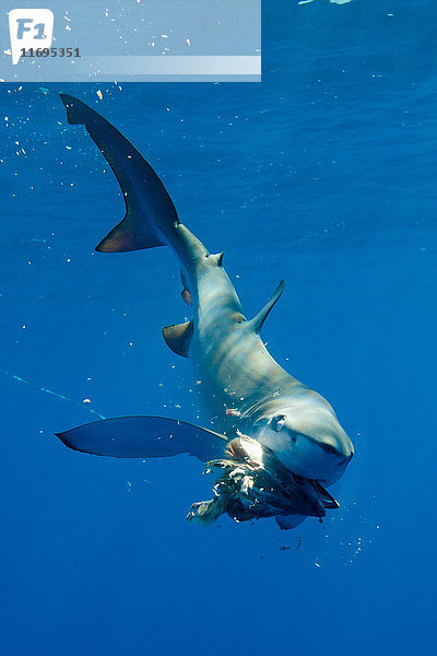 Unterwasser fressender Blauhai