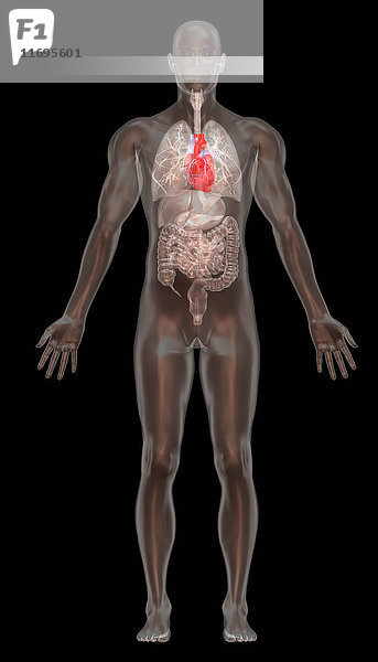 Computergrafische Darstellung  normale männliche Anatomie