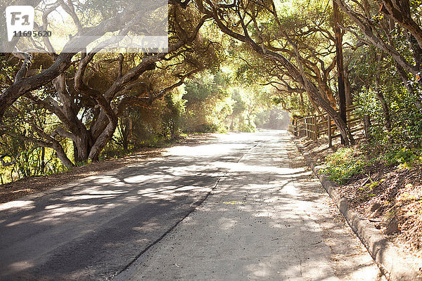 Landstraße mit Eichenbäumen in Santa Barbara  Kalifornien  USA