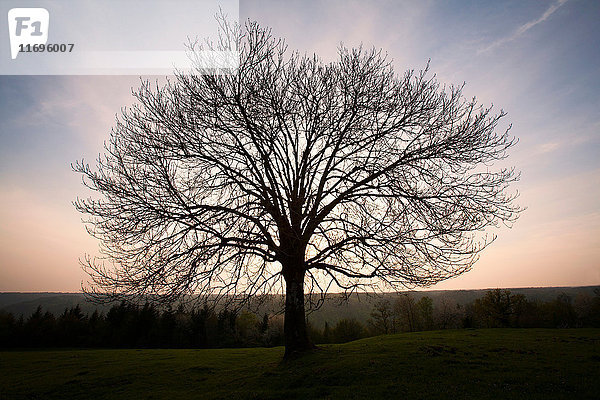 Silhouette eines kahlen Baumes im Feld