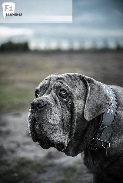 Nahaufnahme-Porträt eines großen grauen Hundes