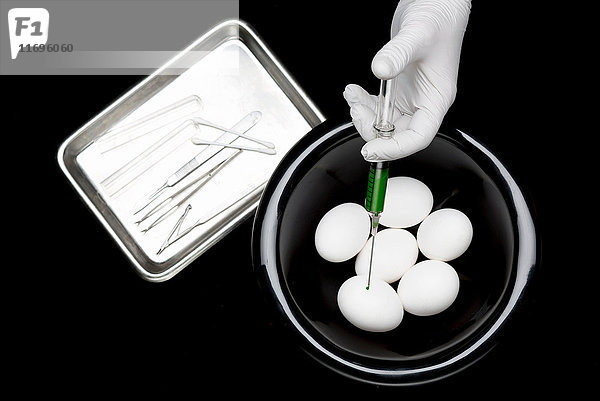 Eier mit Handschuhen von Hand injizieren