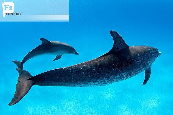 Delfine schwimmen in tropischem Wasser