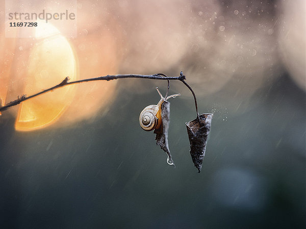 Schnecke hängt an einem Blatt im Regen