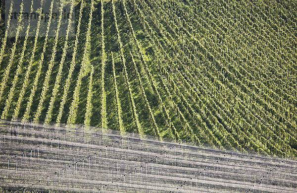 Luftaufnahme des Weinlandes