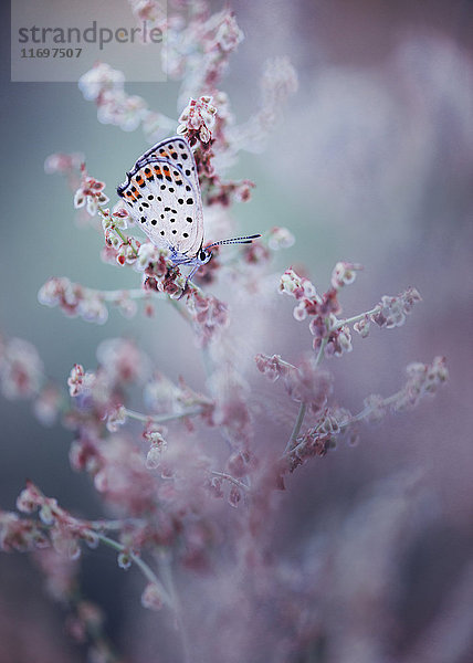 Nahaufnahme eines Schmetterlings auf einer Wildblume