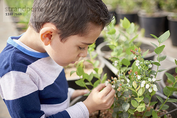Hispanischer Junge im Gewächshaus  der eine Pflanze untersucht