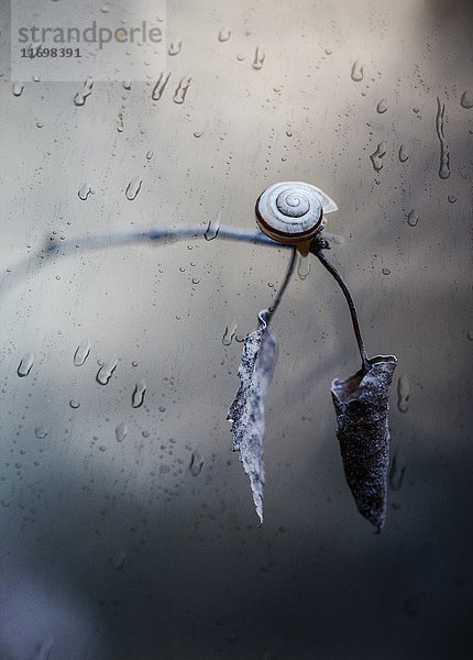 Schnecke  die im Regen auf einem Zweig kriecht