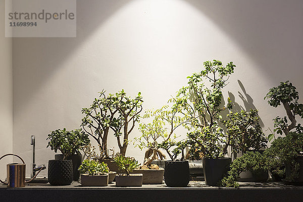 Tropische Pflanzen und Bonsai-Bäume unter Beleuchtung von Licht